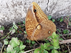 Opsiphanes boisduvallii