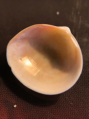 Laevicardium mortoni