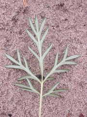 Potentilla multifida