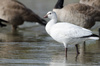 Snow × Ross's Goose - Photo (c) Christian Reynolds, some rights reserved (CC BY-NC), uploaded by Christian Reynolds