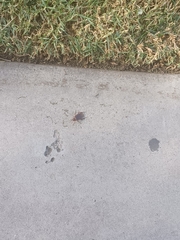 Periplaneta americana