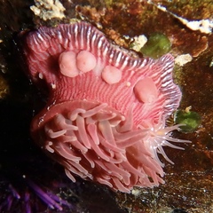 Epiactis prolifera