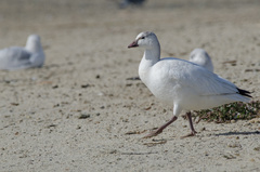 Anser caerulescens × rossii