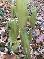 Celtis occidentalis