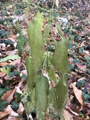 Celtis occidentalis