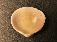 Laevicardium mortoni