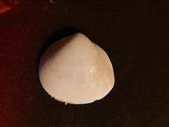 Laevicardium mortoni