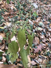 Celtis occidentalis