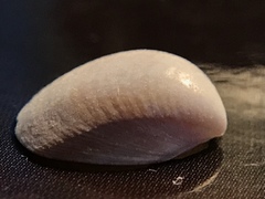 Laevicardium mortoni