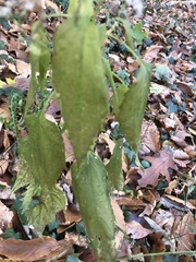 Celtis occidentalis