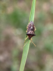 Oechalia schellenbergii