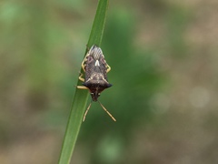 Oechalia schellenbergii