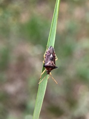 Oechalia schellenbergii