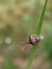 Oechalia schellenbergii