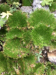 Selaginella pilifera