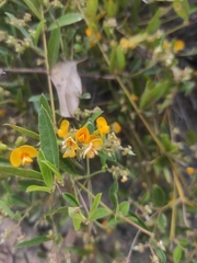 Podolobium scandens