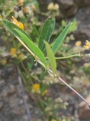 Podolobium scandens