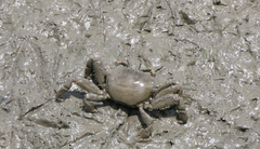 Macrophthalmidae