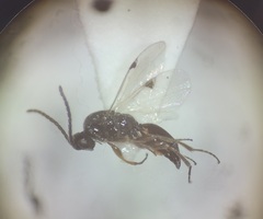Proctotrupidae