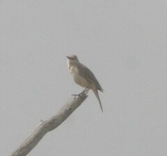 Cincloramphus mathewsi