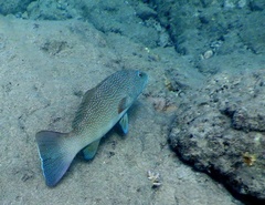 Plectropomus leopardus