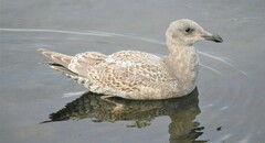 Larus glaucescens
