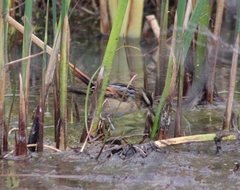 Phleocryptes melanops