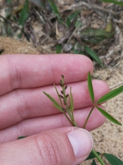 Crotalaria lanceolata