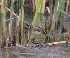 Phleocryptes melanops