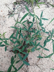 Crotalaria lanceolata