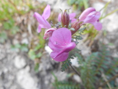 Pedicularis rostratocapitata