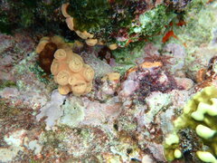 Tubastraea coccinea