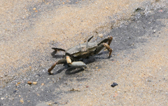 Macrophthalmidae