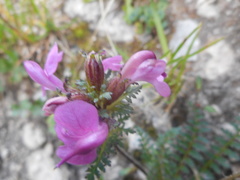 Pedicularis rostratocapitata