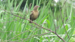 Leistes militaris