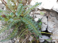 Pedicularis rostratocapitata