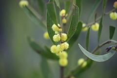 Acacia venulosa