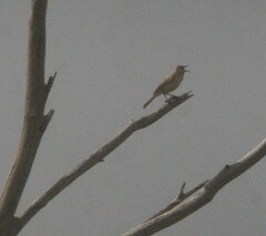 Cincloramphus mathewsi