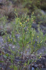 Acacia venulosa