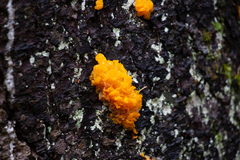 Dacrymyces chrysospermus
