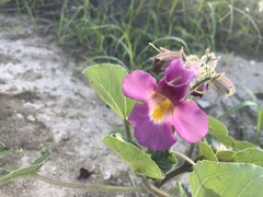 Proboscidea parviflora