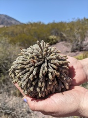 Tillandsia pedicellata
