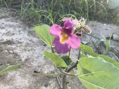 Proboscidea parviflora