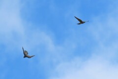 Falco longipennis