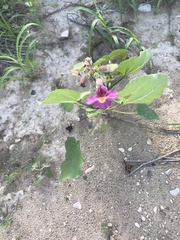 Proboscidea parviflora