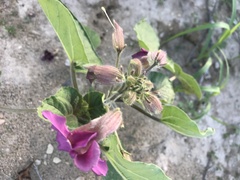 Proboscidea parviflora