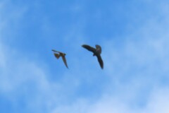 Falco longipennis