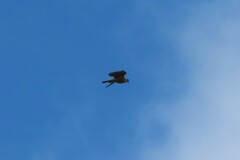 Falco longipennis