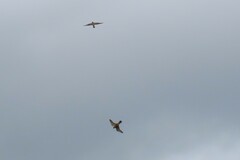 Falco longipennis