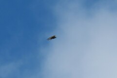 Falco longipennis